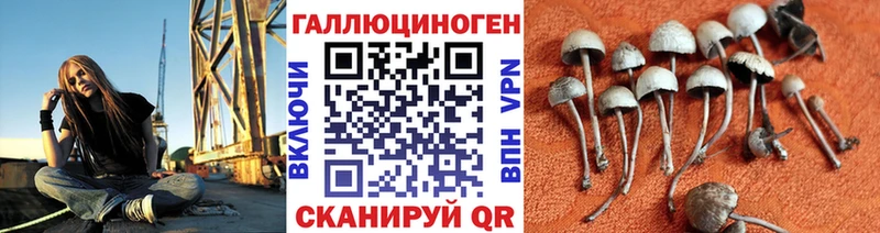 Псилоцибиновые грибы Psilocybe  Купить где  Александровск 